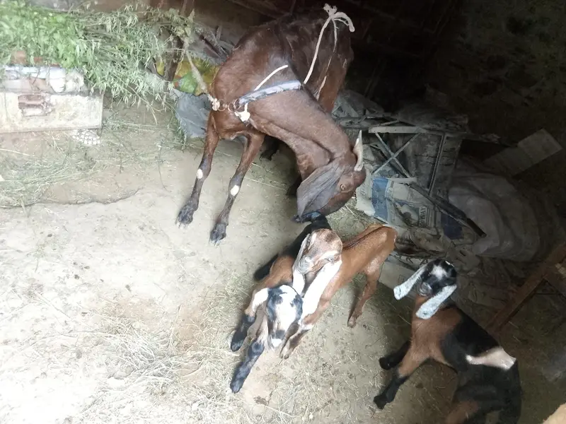 goat with 3 kids rabta0311381280 — photo 2