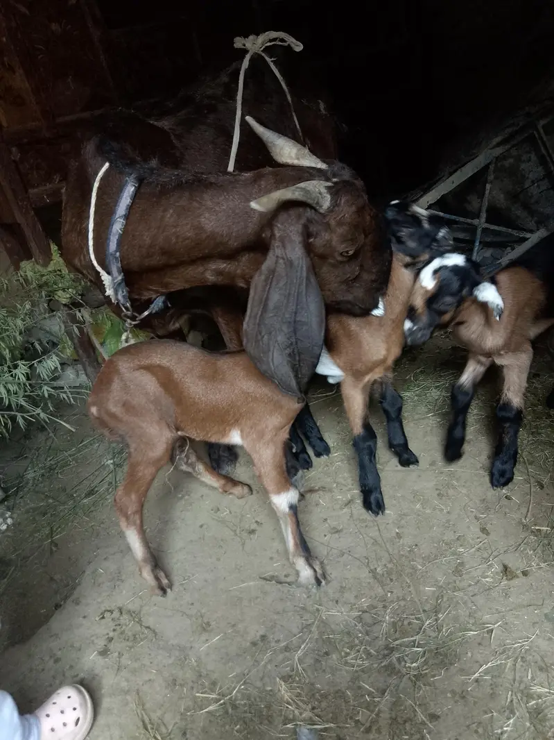 goat with 3 kids rabta0311381280 — photo 3
