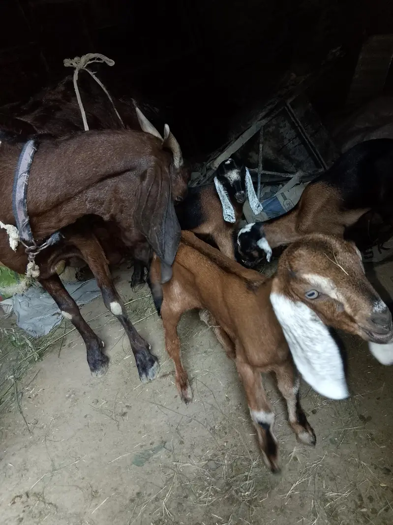 goat with 3 kids rabta0311381280 — photo 4