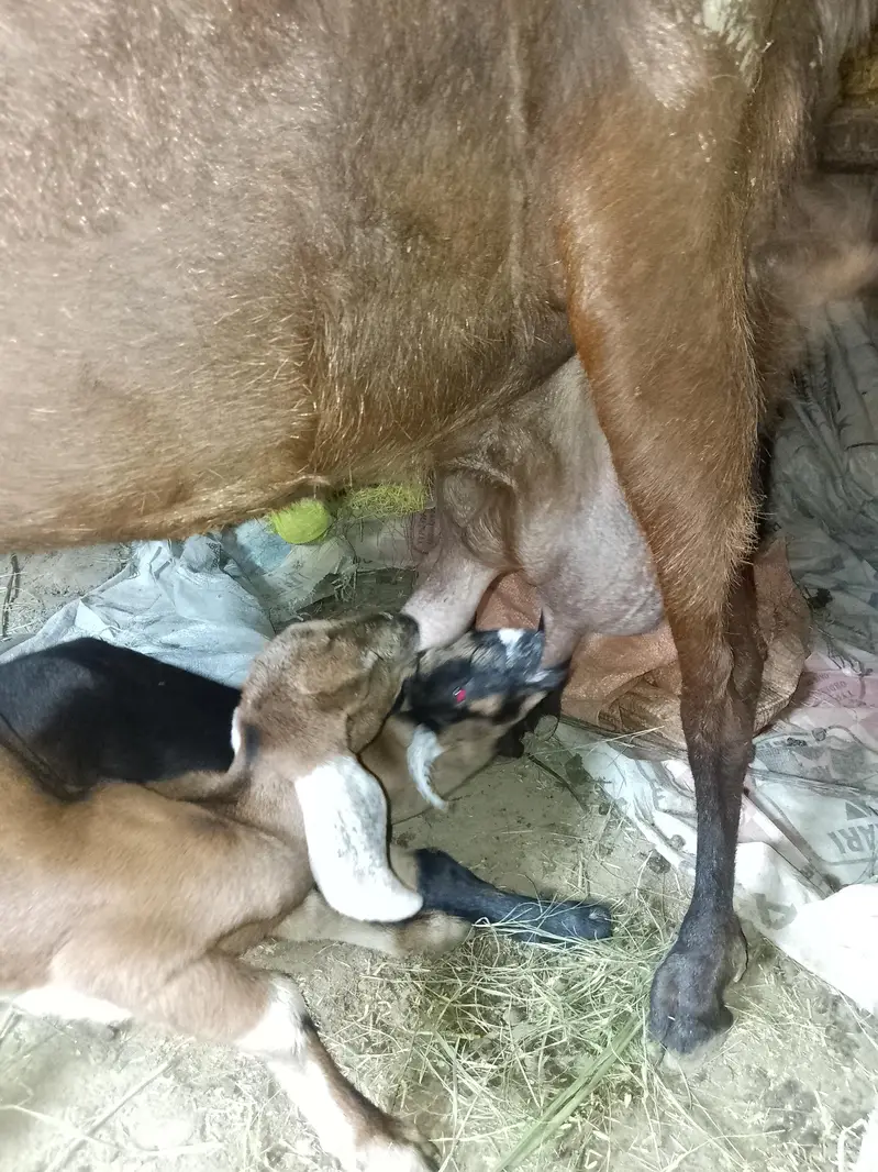 goat with 3 kids rabta0311381280 — photo 5
