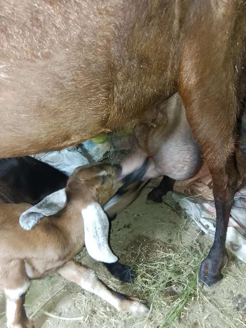 goat with 3 kids rabta0311381280 — photo 6