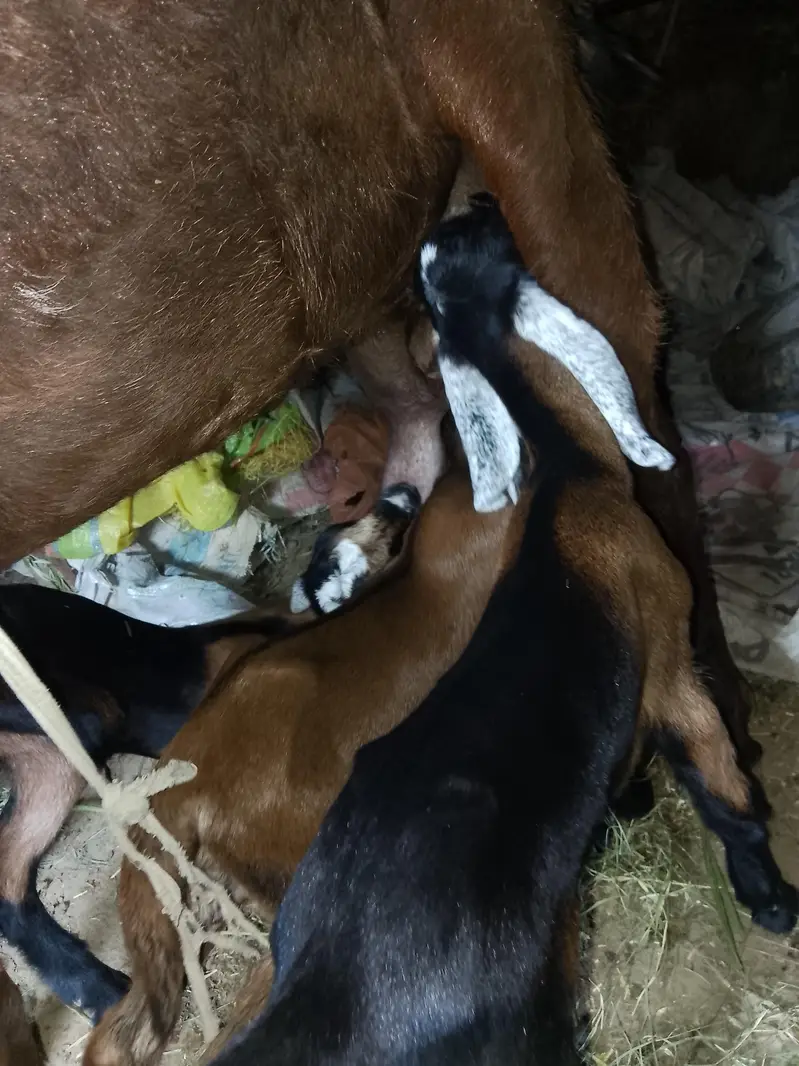 goat with 3 kids rabta0311381280 — photo 7