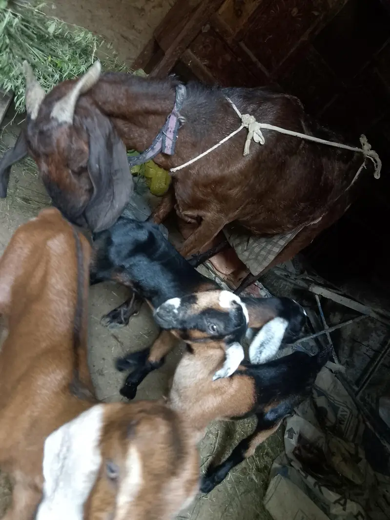 goat with 3 kids rabta0311381280 — photo 8