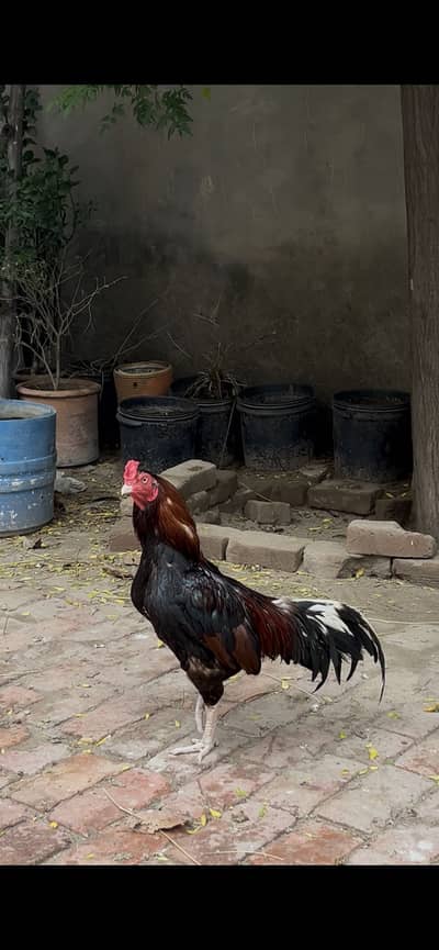 Aseel Murgha /Aseel chicks available
