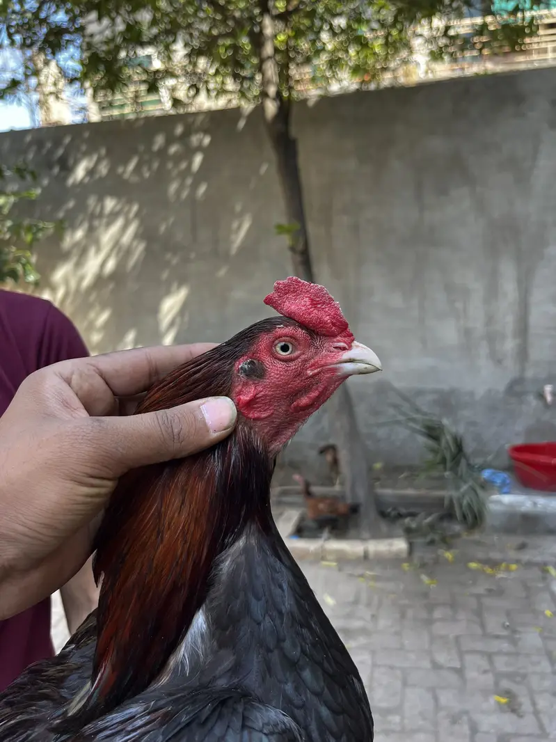 Aseel Murgha /Aseel chicks available — photo 2