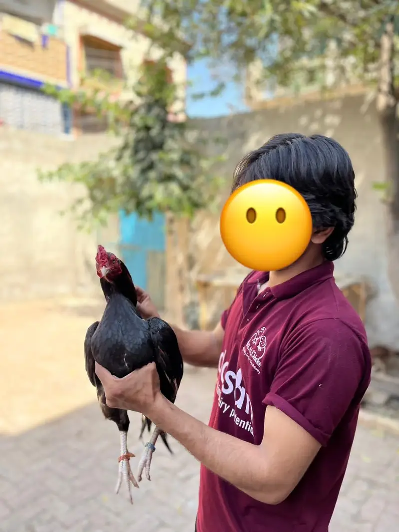 Aseel Murgha /Aseel chicks available — photo 3