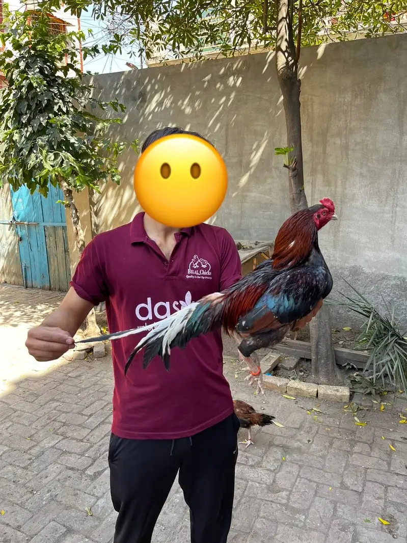 Aseel Murgha /Aseel chicks available — photo 4