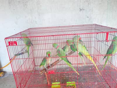parrots