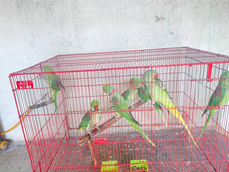 parrots 0
