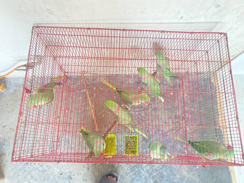 parrots 1