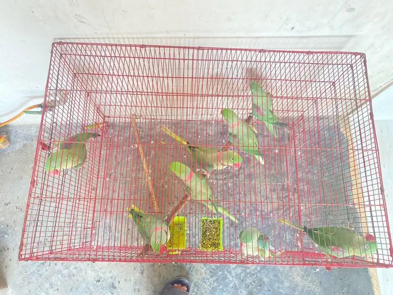 parrots — photo 2