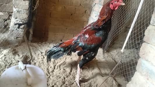 aseel murga  mianwali breed