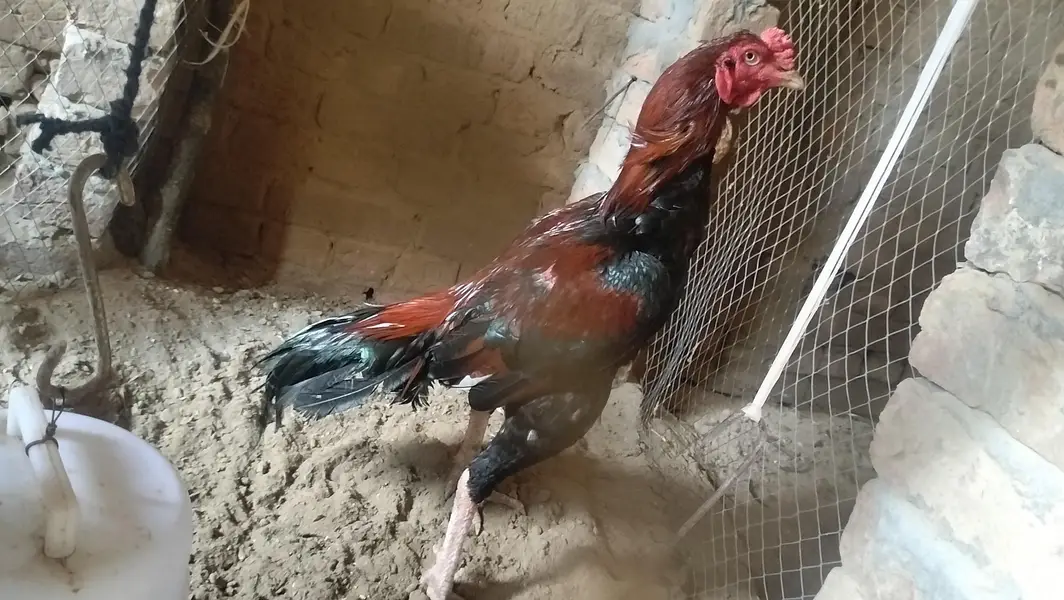 aseel murga  mianwali breed — photo 2