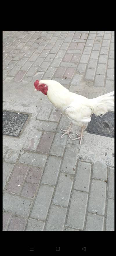 white aseel