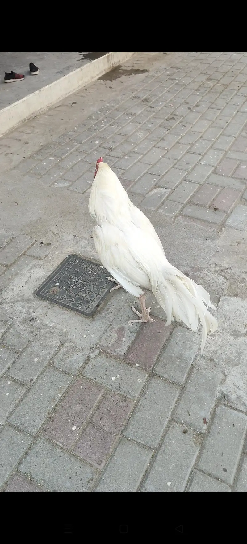 white aseel — photo 2