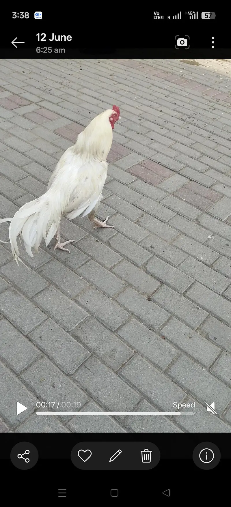 white aseel — photo 3