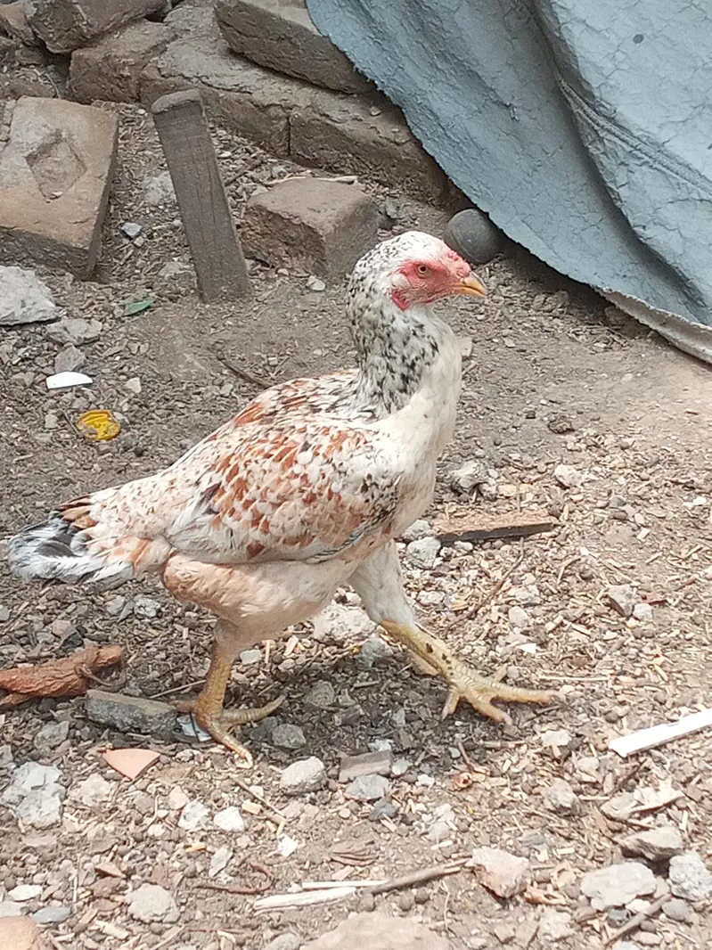 Aseel hen — photo 2