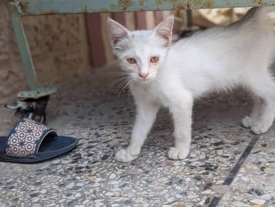 Healthy White Kitten