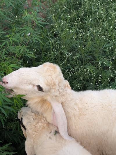 kajla sheep | kajla | sheep | kajla chatra | 3 months | D face
