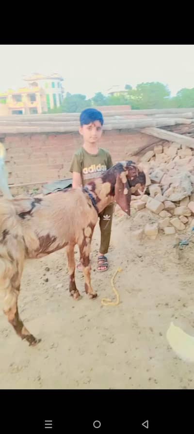 Sheri bakiri ABI dodandt ki hai.