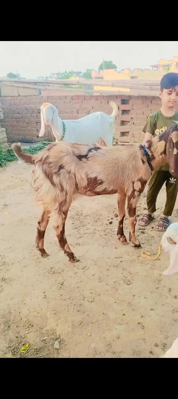 Sheri bakiri ABI dodandt ki hai. — photo 2