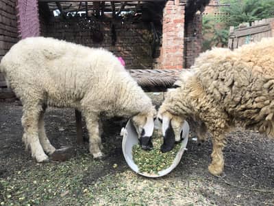 Female sheep’s
