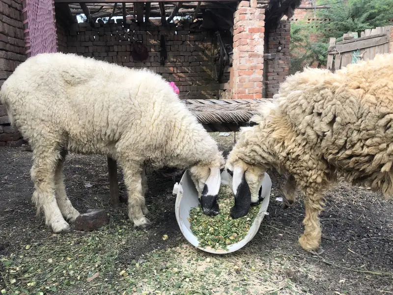 Female sheep’s