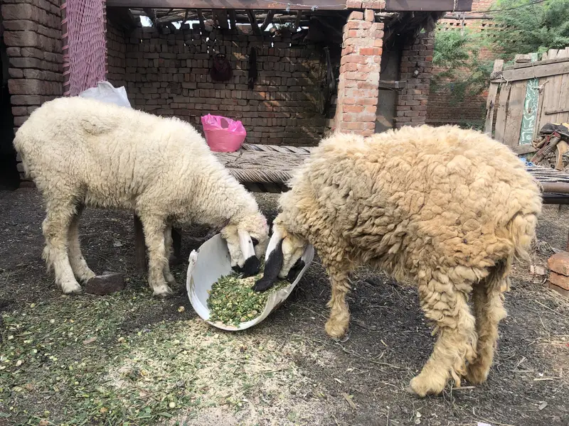 Female sheep’s — photo 2