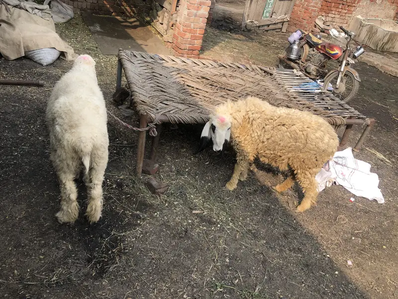 Female sheep’s — photo 3