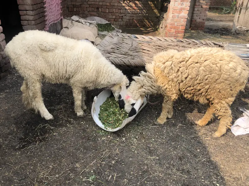 Female sheep’s — photo 4