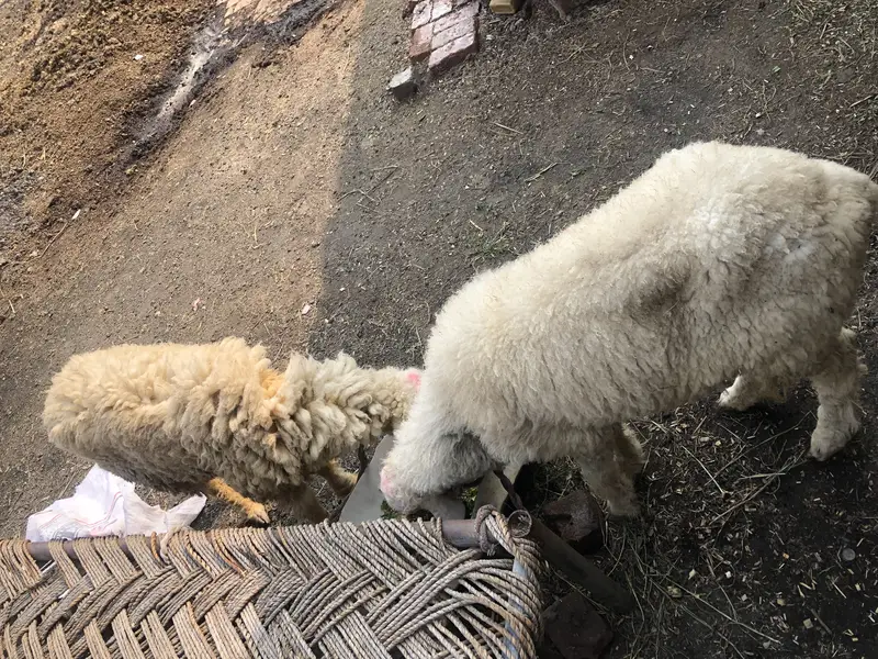 Female sheep’s — photo 5