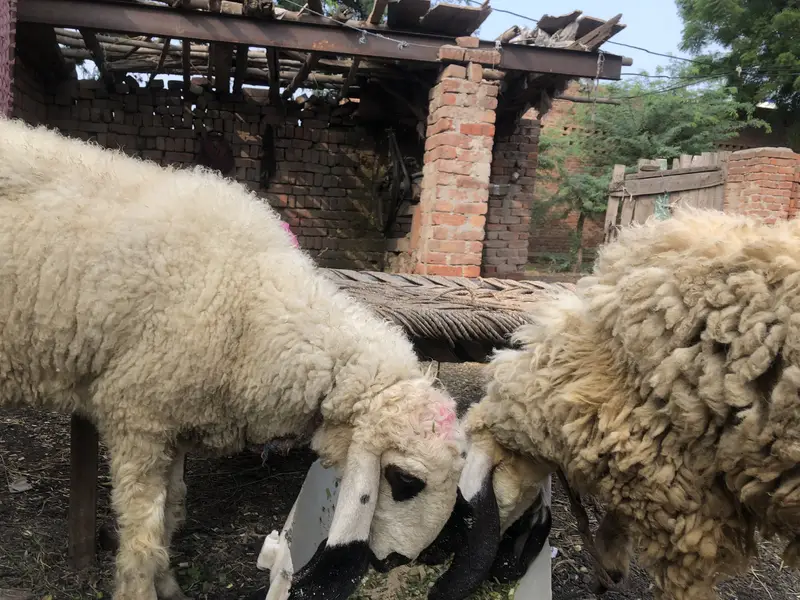 Female sheep’s — photo 6