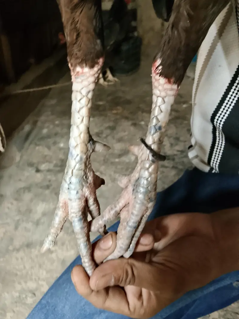 aseel madia murgi old blood line+92 317 3945106 — photo 3