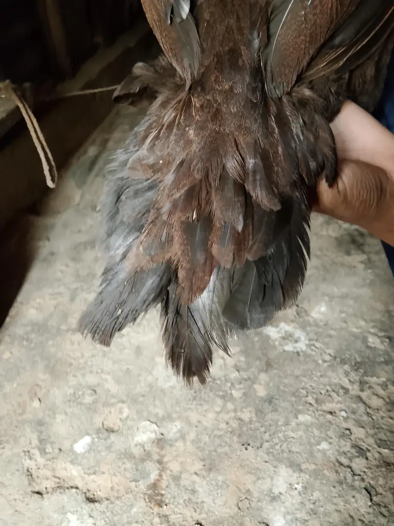 aseel madia murgi old blood line+92 317 3945106 — photo 5