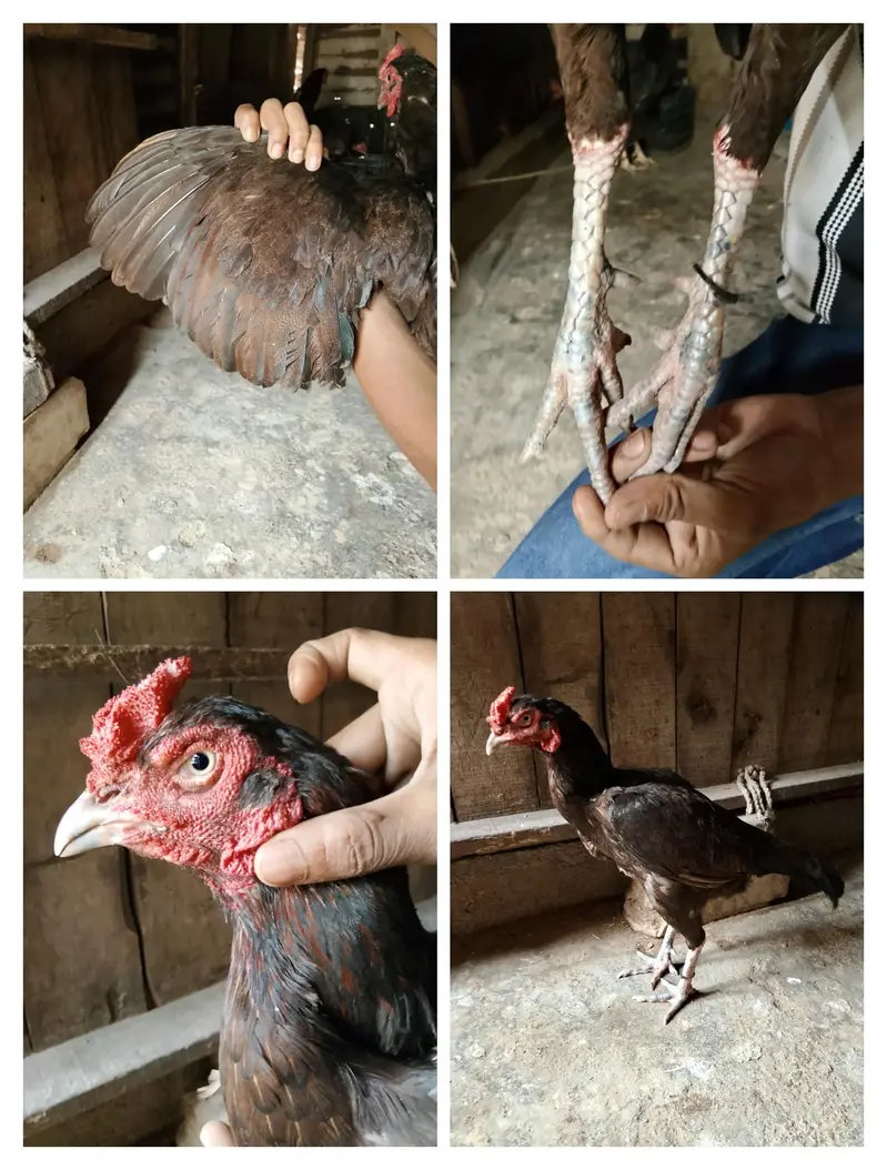 aseel madia murgi old blood line+92 317 3945106 — photo 7