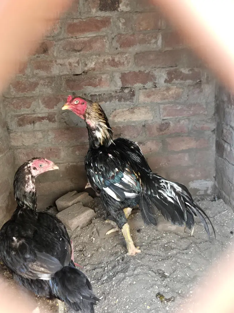 home breed shamo and sindhi quality breed and flying ducks — photo 2