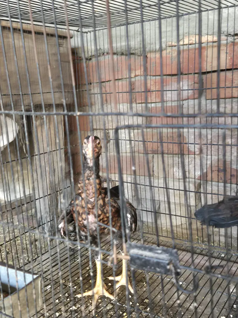 home breed shamo and sindhi quality breed and flying ducks — photo 3