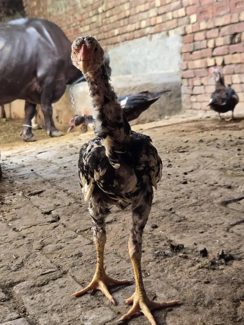 home breed shamo and sindhi quality breed and flying ducks — photo 4