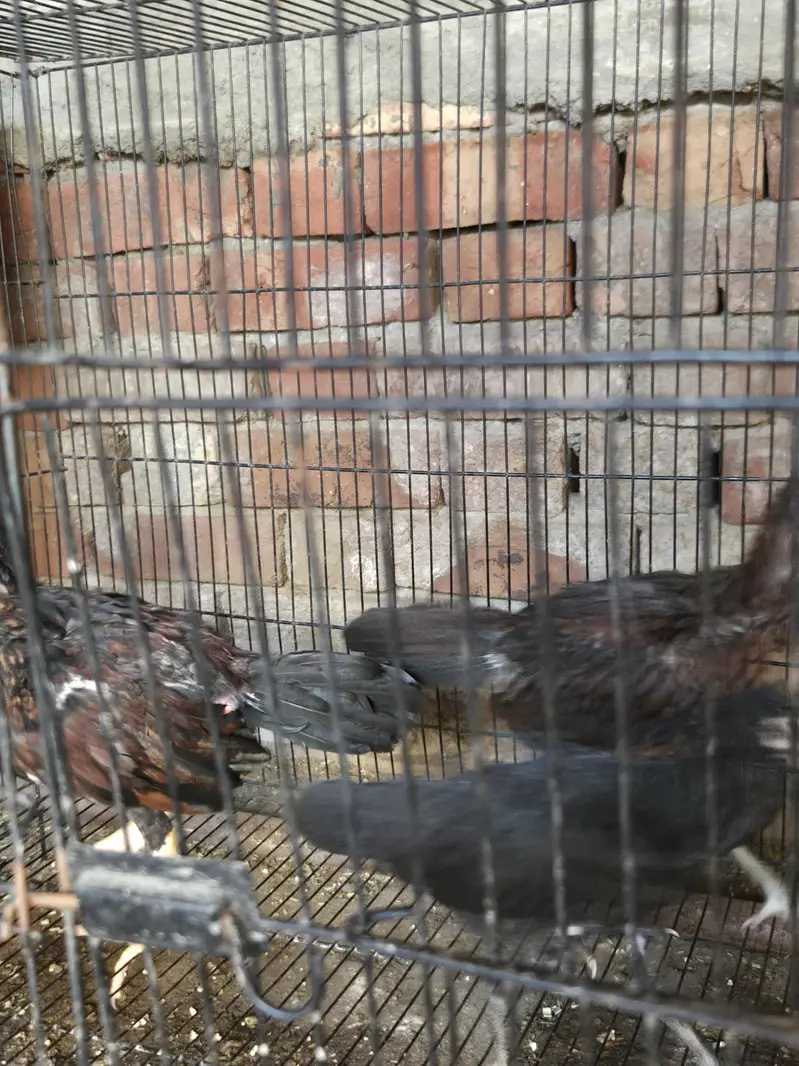 home breed shamo and sindhi quality breed and flying ducks — photo 5