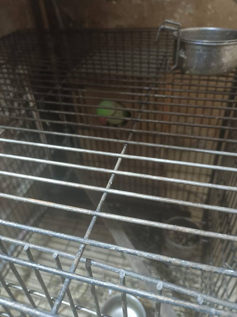 RAW CAGE 1
