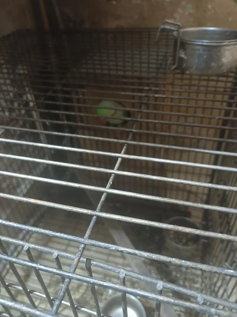 RAW CAGE — photo 2