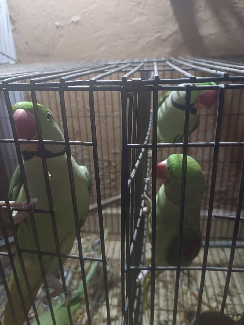 RAW CAGE 2