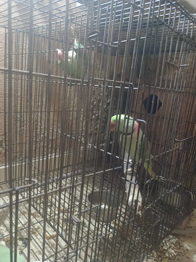RAW CAGE — photo 6