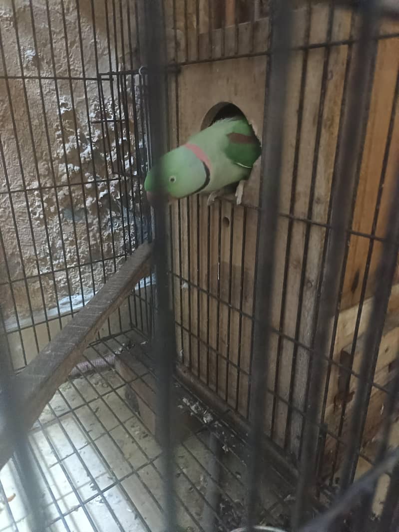 RAW CAGE 6
