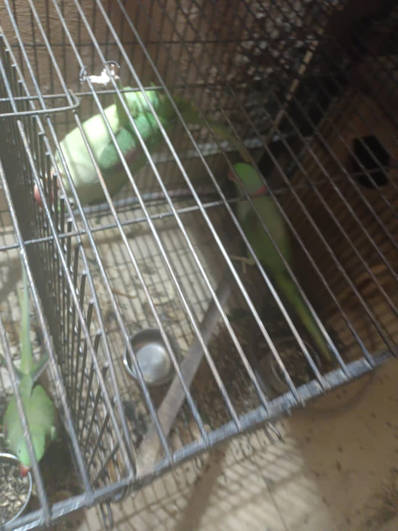 RAW CAGE 7