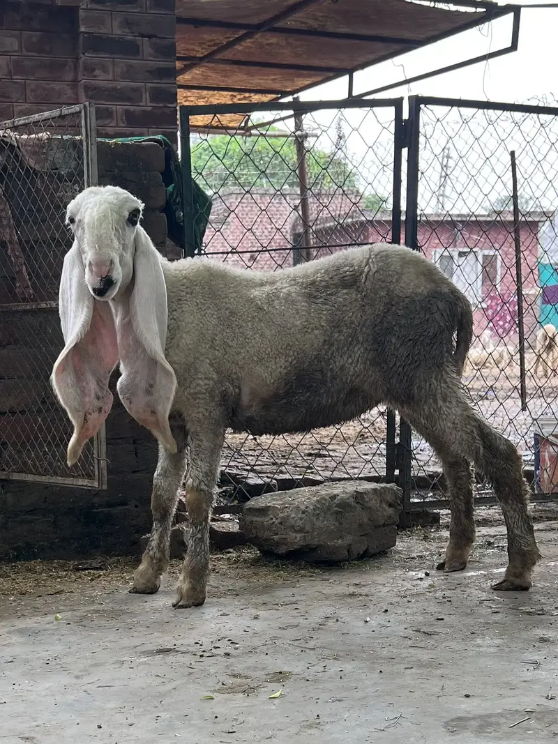 Female Kajli Kid 5 months