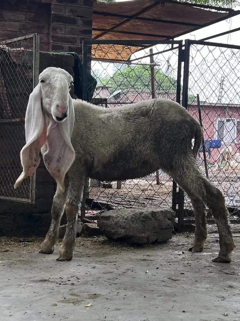 Female Kajli Kid 5 months — photo 3