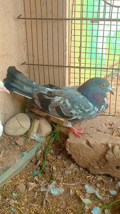 healthy and breeder pair