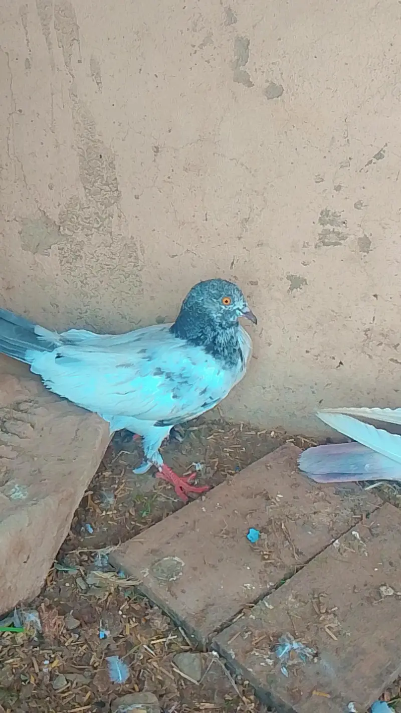 healthy and breeder pair — photo 3