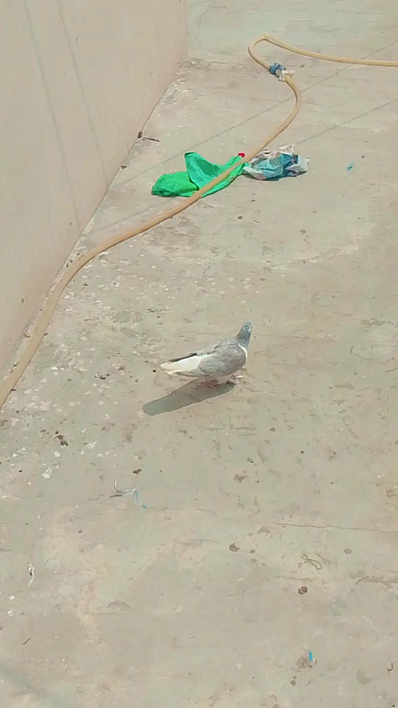 healthy and breeder pair — photo 4